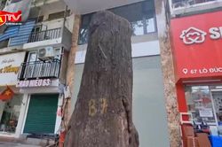 Nghi vấn cây Sao đen trăm tuổi bị xâm hại