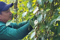 Giá tiêu hôm nay 26/3: Tiêu đen Indonesia tăng mạnh, trong nước cao nhất 96.000 đồng/kg
