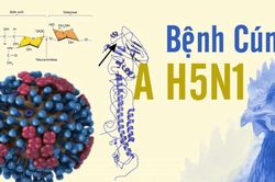 Chưa có bằng chứng cúm A/H5N1 lây từ người sang người