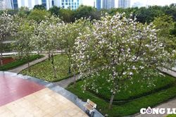 Đến năm 2025, Hà Nội cơ bản hoàn thành cải tạo, đầu tư nâng cấp các công viên, vườn hoa