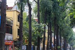 Hà Nội: Hàng cây sao đen trên phố Lò Đúc hiện giờ ra sao?