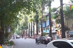 Trồng cây sao đen thay cây bị chặt ở Lò Đúc