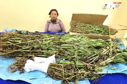 Phát hiện đối tượng trồng gần 800 cây thuốc phiện xen lẫn rau cải trong vườn