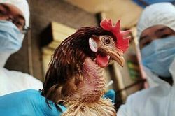 Phân biệt cúm thông thường với cúm A/H5N1 ra sao?