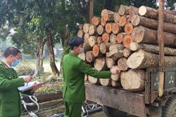 Phạt tù 6 tháng đến 3 năm đối với một số hành vi vi phạm quy định về khai thác, bảo vệ rừng và lâm sản
