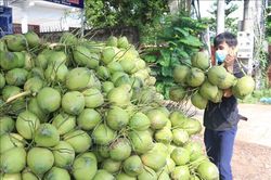 Đẩy nhanh mở cửa thị trường quả dừa tươi, sầu riêng đông lạnh sang Trung Quốc