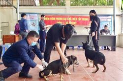 Bệnh dại tăng vọt, giải pháp nào để làm giảm tử vong?