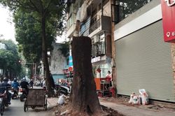Hà Nội: Giao Công an xác minh vụ 3 cây sao đen hơn 100 tuổi chết khô trên phố Lò Đúc