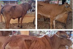 Bò cấp cho dân nghèo Quảng Trị gầy yếu, chết: Chỉ đạo kiểm tra