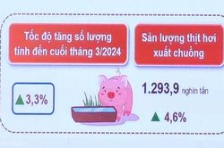 Giá heo hơi hôm nay 29/3: Giá heo hơi tiếp đà giảm; sản lượng thịt hơi xuất chuồng tăng