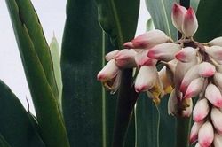 Loại hoa lạ nhìn như bông lúa 'siêu to khổng lồ', chị em rủ nhau mua về cắm