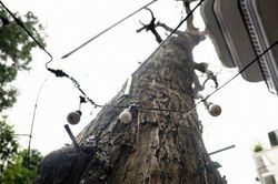 Xót xa hàng cây sao đen trăm tuổi bị đóng đinh chi chít trên con phố đẹp của Hà Nội