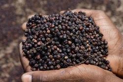 Hồ tiêu giữ mức 95.000 đồng/kg