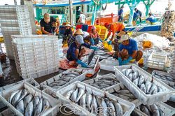 Sông Ðốc nhộn nhịp thu hoạch cá ngừ