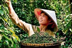 Giá nông sản ngày 31/3/2024: Giá cà phê trong nước tăng nhẹ, tiêu ổn đinh