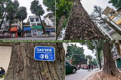 Tận mắt ngắm hàng cây sao đen trăm tuổi trên phố Lò Đúc, Hà Nội
