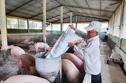 Ngày 2/4: Giá heo hơi tăng - giảm trái chiều, thịt heo giá ổn định