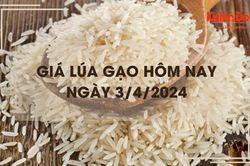 Giá lúa gạo hôm nay 3/4/2024: giá gạo tăng nhẹ