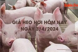 Giá heo hơi hôm nay 3/4/2024: tăng 1.000 đồng/kg tại một vài địa phương