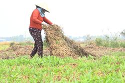 Trồng rau muống lấy hạt chịu hạn tốt, thu lãi cao