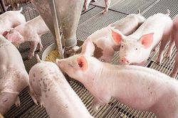 Ngày 3/4: Giá heo hơi tăng nhẹ ở một vài nơi, thịt heo điều chỉnh tùy sản phẩm