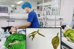 Ăn trưa với rau rừng có lẫn lá ngón, 2 chị em nguy kịch