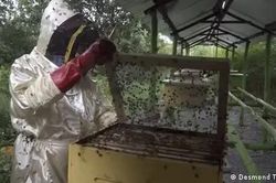 Kenya: Nuôi ong lấy nọc để điều trị y tế