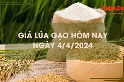 Giá lúa gạo hôm nay 4/4/2024: giá gạo tăng, giá lúa giảm