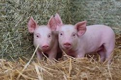 Giá lợn hơi hôm nay (4-4): Đi ngang, phổ biến 59.000 - 62.000 đồng/kg