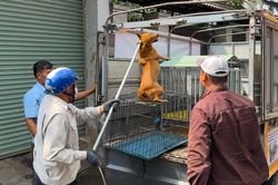 Theo chân đội bắt chó thả rông đầu tiên tại Đồng Nai