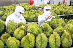 Sầu riêng Việt Nam chiếm gần 32% thị phần tại Trung Quốc