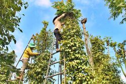Giá tiêu hôm nay 5/4: Tăng tại Gia Lai, thêm tới 30.000 đồng/kg sau 1 năm