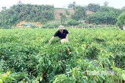 Chuyển đổi trên 763 ha đất lúa sang các cây trồng khác