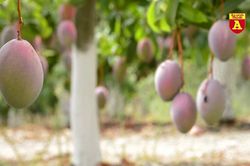 Tác dụng 'vàng' của quả xoài chín đối với sức khỏe