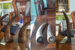 Màn kịch hoàn hảo bán thiên thạch và sừng tê giác