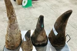 Mất hơn 3 tỷ đồng vì sập bẫy lừa đảo 'mua bán thiên thạch và sừng tê giác'