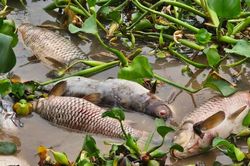 Bộ Nông nghiệp và Phát triển nông thôn vào cuộc vụ hàng trăm tấn cá chết tại Hải Dương