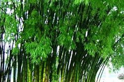 Ngẫm ngợi cuối tuần: Nhìn 'tre khuy', thấy tất cả
