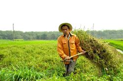 Nông dân vùng cao Con Cuông 'tự quản chéo' để trồng dược liệu sạch
