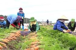 Xây dựng nhãn hiệu chứng nhận 'Cà rốt Lương Tài'
