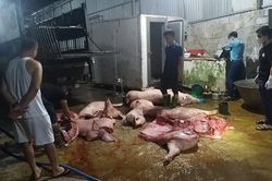Phát hiện hơn 1,1 tấn cá thể lợn, thịt lợn và nội tạng lợn mắc dịch tả lợn châu Phi
