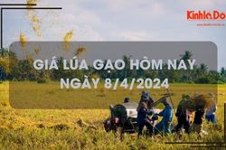 Giá lúa gạo hôm nay 8/4/2024: giá lúa dao động quanh mốc 7.200 - 8.000 đồng/kg