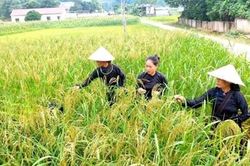 Giá lúa gạo hôm nay (8-4): Giá gạo đi ngang, giá lúa có xu hướng tăng