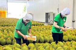 Sầu riêng Việt Nam 'soán ngôi' số 1 tại Trung Quốc