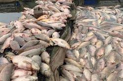 300 tấn cá chết nổi trắng sông: Chủ tịch UBND tỉnh Hải Dương yêu cầu rà soát nguồn thải