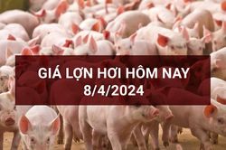 Giá lợn hơi ngày 8/4: Cả nước giữ đà ổn định