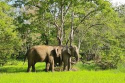 Đắk Lắk - Vùng đất huyền thoại của voi