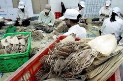Xuất khẩu mực, bạch tuộc dự kiến giảm 2% trong quý I/2024