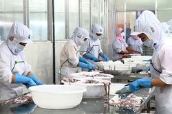 Xuất khẩu mực, bạch tuộc dự kiến giảm 2% trong quý I/2024