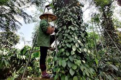 Giá tiêu hôm nay 10/4: Giá tiêu xuất khẩu lên cao nhất 22 tháng qua